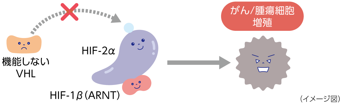 がん細胞が増殖する説明図