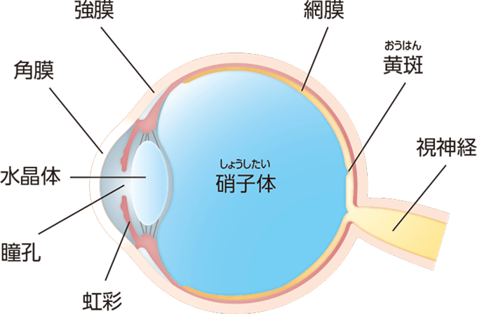 眼の構造のイラスト